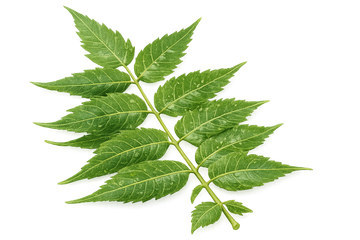 Neem